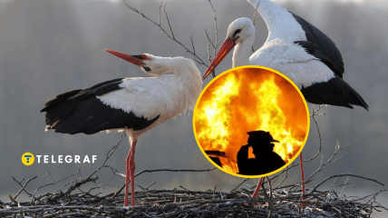 Лелеки є символом добробуту, але багато хто вірить у їх мстивість