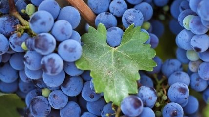 В Европе собрали самый низкий урожай винограда за последние 50 лет