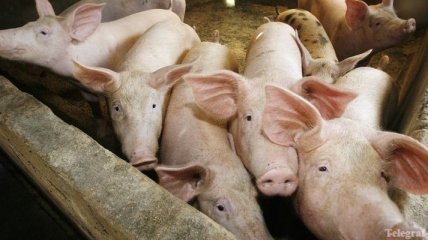 До нового года свинина подорожает на 7-8%