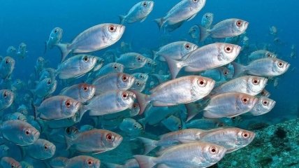 Ученые сделали неожиданное открытие о рыбах