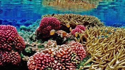У берегов Австралии началось массовое вымирание коралловых рифов (Фото)