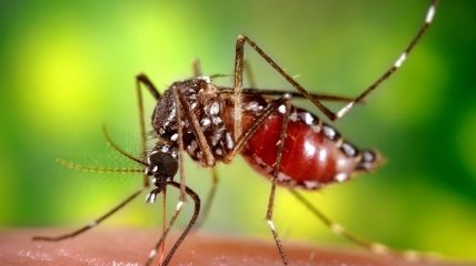 Как снять зуд после укусов комаров 