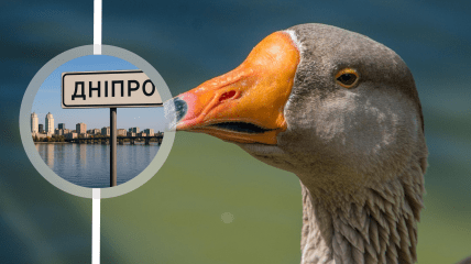 Гусак був переляканий