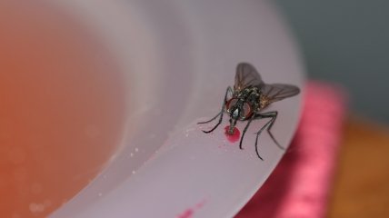 Отвадить мух от дома можно без химикатов