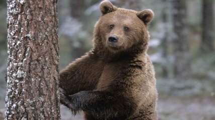 Японские и российские ученые изучили бурого медведя