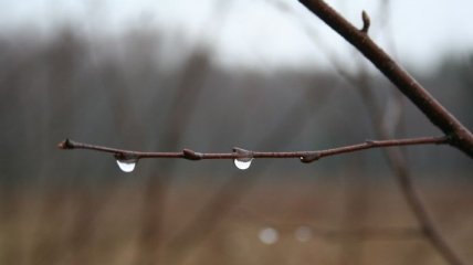 Погода в Украине 1 марта: ожидается потепление, дожди 