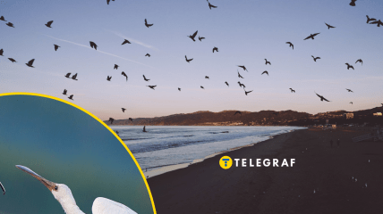 В Україні може зникнути один з видів птахів