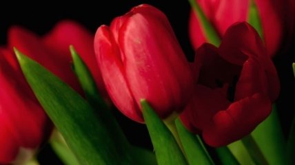 Сегодня в столице открылась выставка тюльпанов "Весенняя феерия"