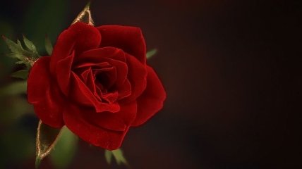 Ученые превратили розу в киборга 