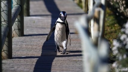 Уплывший в Азербайджан пингвин из зоопарка Тбилиси возвращается домой