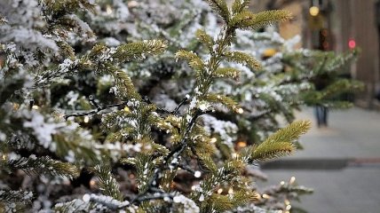 Даешь елку - получаешь конфеты: интересное решение Одесского горсовета