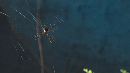 Запахи мяты и лаванды отпугивают пауков