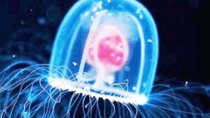 Океанологи обнаружили медузу, способную жить вечно 