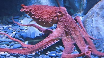 Ученые сделали необычное открытие об осьминогах