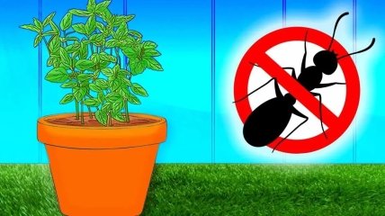 Отличный способ эффективно защитить свои растения