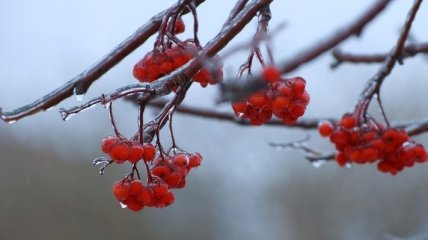 Потепление и мокрый снег: какими будут последние дни осени