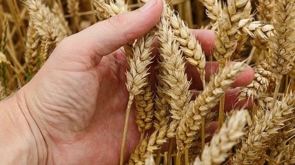 Экспорт зерновых: Украина демонстрирует отличный результат