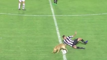 В Аргентине собака выбежала на поле и срубила игрока в стиле Винни Джонса
