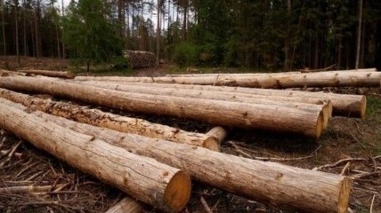 Україна та ЄС створили арбітражну групу для розгляду експорту лісу