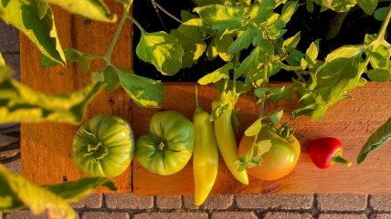 Что можно сажать на грядке рядом с помидорами