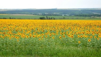 Еврокомиссия: Украинский агроэкспорт в ЕС бьет рекорды