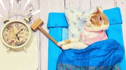 Рыжий Кузя - забавный кот стал новой звездой Instagram