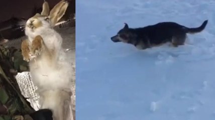 Лютый мороз в Казахстане убивает животных на ходу (Видео)
