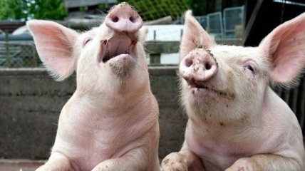 Новая вспышка чумы свиней зафиксирована на Черкащине