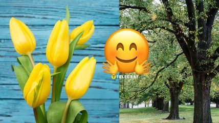 Тюльпановое дерево