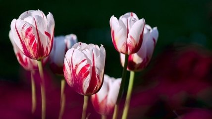 Октябрьские посадки тюльпанов: самые яркие сорта, которые порадуюют вас ранней весной (Фото)