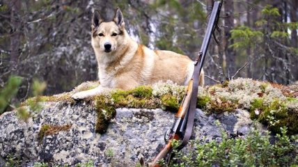 Сезон охоты в Украине открыт: следует помнить об осторожности