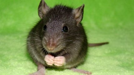 Ученые: Крысы умеют смеяться от щекотки