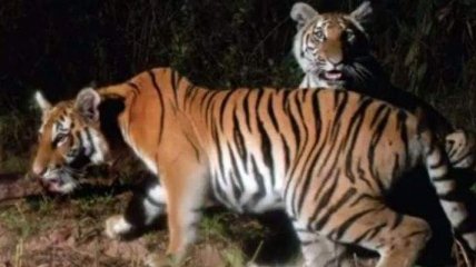 Новую популяцию редких тигров нашли в Таиланде (Видео) 