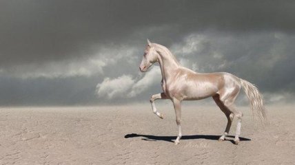 Как выглядит самый красивый конь в мире (Видео)