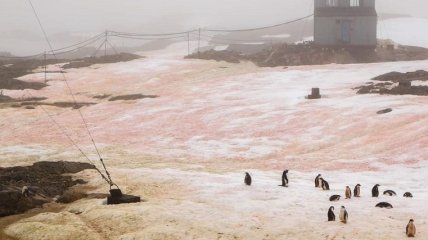 Малиновый и зеленый: в Антарктиде возле "Академика Вернадского" "зацвел" снег