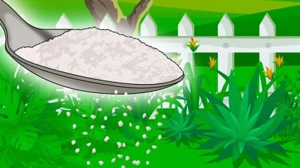 Как применять сахар в саду - полезный лайфхак