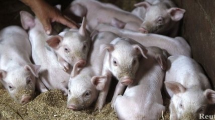 В США фермеры кормят свиней коноплей