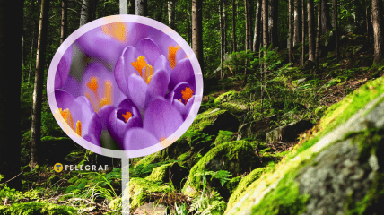 Карпати, крокуси