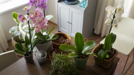 У догляді за орхідей використовуйте олію чайного дерева