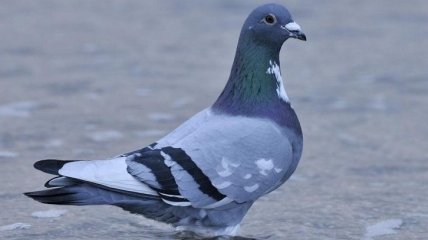 Полиция Аргентины застрелила голубя-наркокурьера