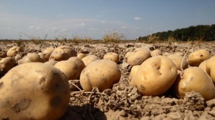 Сельхозпродукция в Украине подорожала на 62%