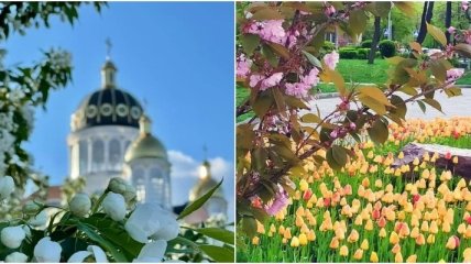 Все цветет и пахнет: киевляне поделились новыми потрясающими фото майского Киева
