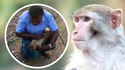 Спасение обезьяны