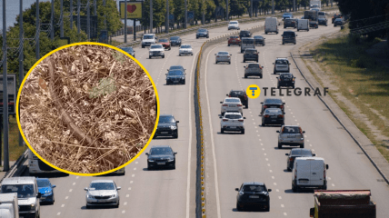 Посреди шоссе женщина нашла редкого сарматского полоза