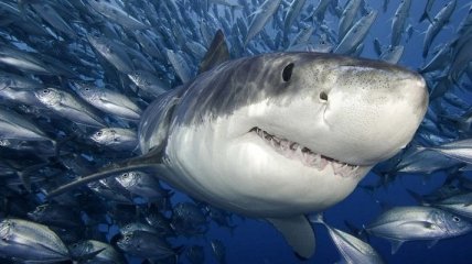 Красивые и удивительные фотографии акул (Фото) 