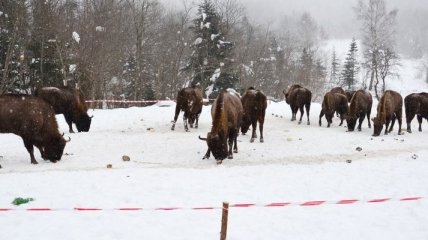 На Львовщине увеличивается количество зубров  