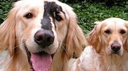 Необычные собаки с уникальным окрасом 