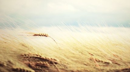Урожайность зерновых 2012 года снизилась на 4,2 ц с га