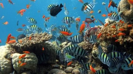 Должно помочь: ученые восстанавливают коралловые рифы "звуками прошлого"