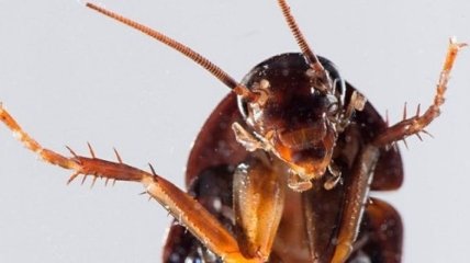 Ученые доказали, что тараканы используют аналог "GPS" для ориентации